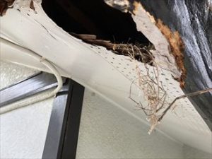 鳥の巣の形跡が見られます